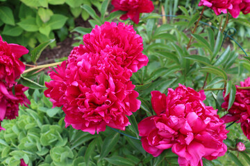 red peony flowers