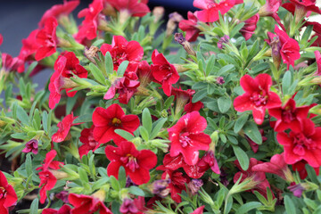 red flowers
