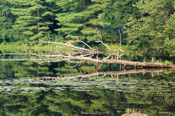lake in the forest