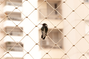 Small bird on protection grid.