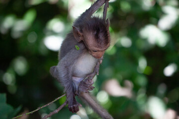 可愛いサル