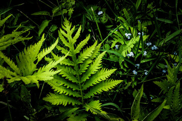 Naklejka na ściany i meble fern leaves