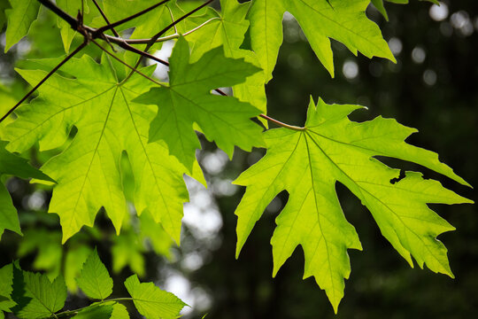 Sprig of backlit green bigleaf maple leaves