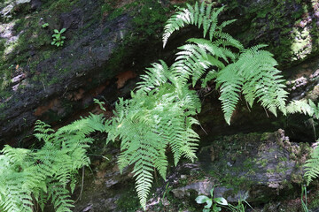 fern in the forest