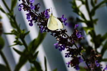 butterfly on lavender