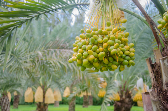 Fresh green date palms on the tree in the garden