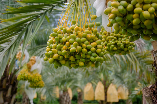 Green date palm fruit on the tree at the garden