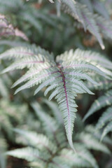 close up of fern
