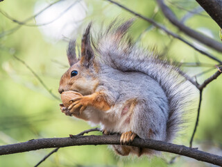 The squirrel with nut sits on a branches in the spring or summer.