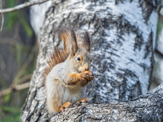 The squirrel with nut sits on a branches in the spring or summer.