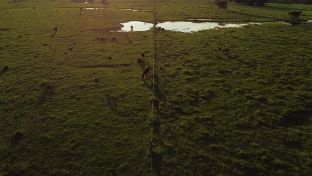 Caballos en perfecta comuni&oacute;n con la naturaleza al anochecer