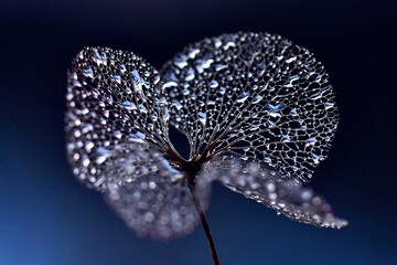 "silver rain macro art" "silver thoughts in moon light" "night hopes for new day"