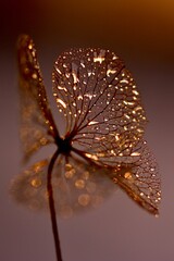 "golden tears macro art" "golden hydrangea in universe of imagination"