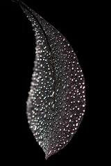 "glowing beauty macro art" "shine in darkness beautiful magnolia" " sunset magnolia leaf  - macro vision in cosy darkness"