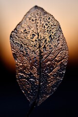 "frozen soul macro art" "warmth of winter sunset in skeletal magnolia leaf" "golden winter memory with frozen magnolia leaf"
