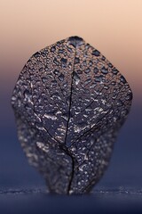 "sculpted by cold macro art" "feeling the presence of cold" "below zero tolerance of pain by magnolia skeletal leaf"