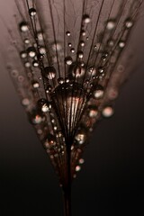 "hidden idea macro art" "inner strength of brilliant thought" "shine and inspire all those around you like a dandelion"