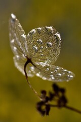 "silver spring macro art" "sparkling butterfly in macro world" "fragile hydrangea beauty coated in silver sunset droplets"