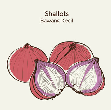 Premium Vector  Illustrator of shallots