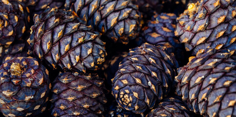 Fresh Cedar cones close-up. Abundant harvest of pine nuts, production of precious cedar oil. Abstract background, selective focus.