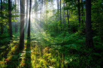 Fototapeta na wymiar Beautiful sunny morning in green forest