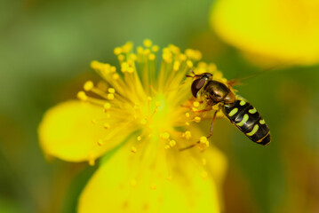 Natural closeup of a yellow girdled syrah, Dasysyrphus tricinctus on a yellow buttercup flower with stamens.