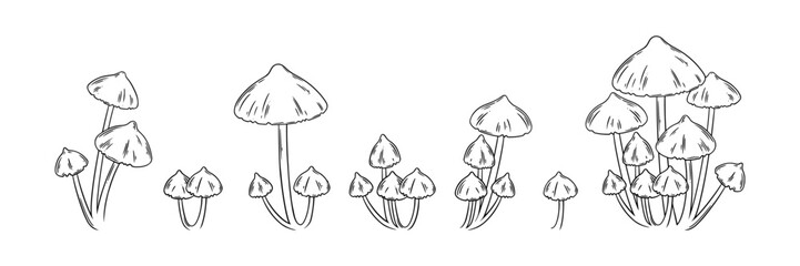 Shiitake mushrooms set. Edible mushrooms for food designs. Vector illustration isolated in white background