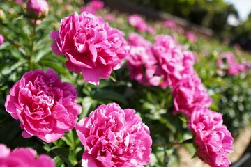 儚き美しさ、八重の芍薬