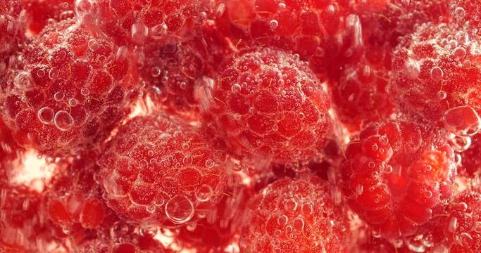 Red raspberry under water in air bubbles. Rubus idaeus.