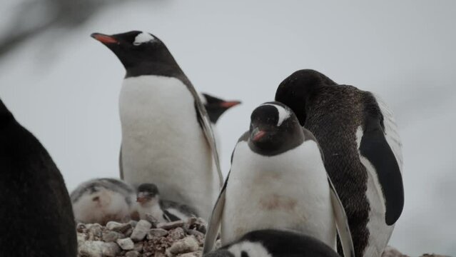 Penguin chicks young trying to warm up under feathers of mum