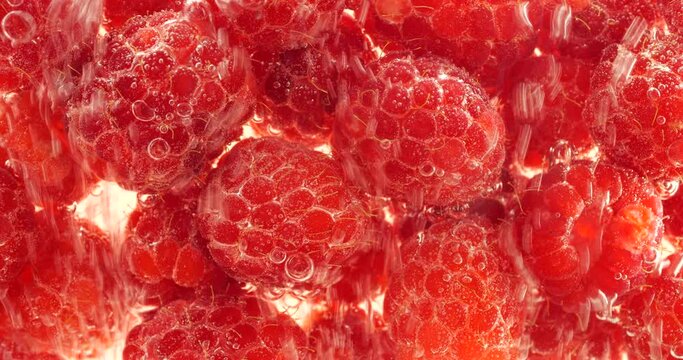 Red raspberry under water in air bubbles. Rubus idaeus.
