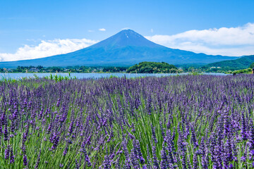 Obraz premium 山梨県河口湖と湖畔のラベンダー畑と富士山