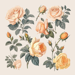 Vintage rose flowers floral pastel