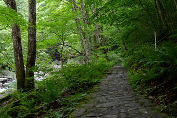 新緑の中の遊歩道