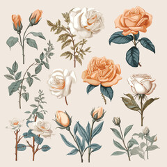 Vintage rose flowers floral pastel