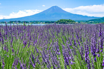山梨県河口湖と湖畔のラベンダー畑と富士山