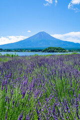 Plakat 山梨県河口湖と湖畔のラベンダー畑と富士山