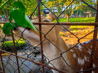 A female deer in captivity