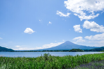 山梨県河口湖と湖畔のラベンダー畑と富士山