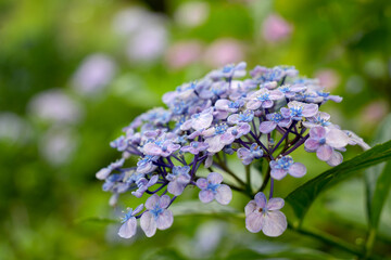 紫陽花の花