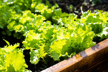 Wooden vegetable bed box with soil in the home garden. Ecology and home growing concept. leaf lettuce field. lettuce in the garden. Selective focus.