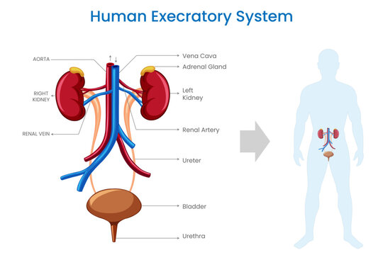 The human excretory system eliminates waste products, regulates fluid balance, and maintains the body's internal environment through organs like the kidneys, bladder, and skin.
