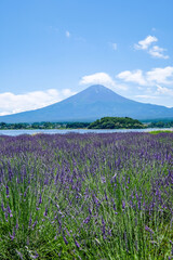 山梨県河口湖と湖畔のラベンダー畑と富士山