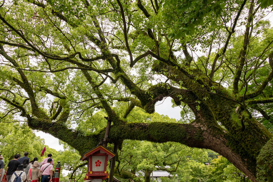 Giant camphor tree (Cinnamomum camphora) in Dazaifu Tenmangu, Fukuoka, Japan