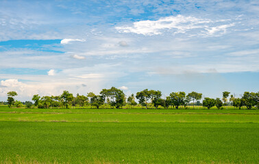 Fototapeta na wymiar Beautiful landscape in the countryside of Thailand. Agriculture is one of the most important economic sectors in Thailand.