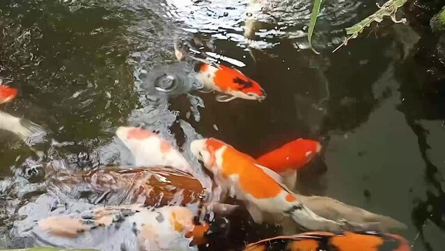 koi fish in the pond, suitable for minimalist and elegant home decoration