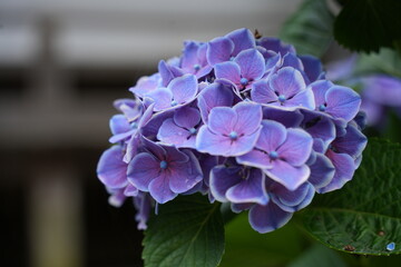 紫陽花の花