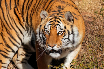 Fototapeta na wymiar Portrait of a Bengal tiger (Panthera tigris bengalensis) in natural habitat, India.