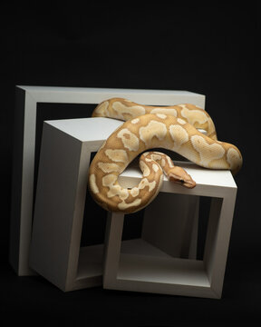 Yellow python with brown spots crawling on cubes. A portrait of a ball python against a black background. Pet snake with dark eyes. Exotic pet portrait. Verticall photo of regius