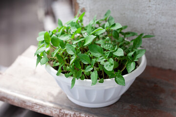 green basil grow in pot on the balcony. Growing healthy vitamin greens at home.